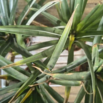 Ananas champaca (Ananasovník) - kont. C1.5L, výška 40-45 cm